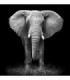 Fotomural Elephant 2P